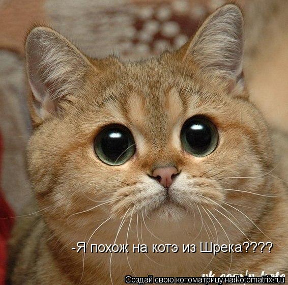 Котоматрица: -Я похож на котэ из Шрека????