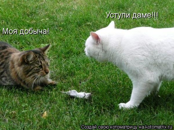 Котоматрица: Моя добыча! Уступи даме!!!