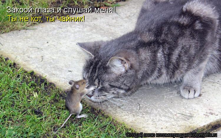 Котоматрица: Закрой глаза и слушай меня! Ты не кот, ты чайник!