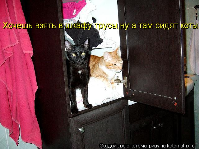 Котоматрица: Хочешь взять в шкафу трусы,ну а там сидят коты.