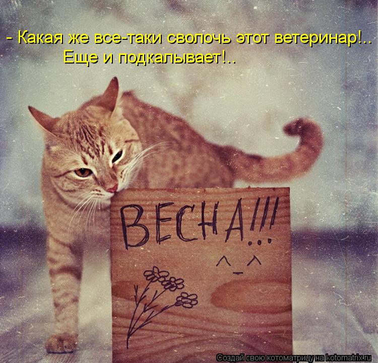 Котоматрица: - Какая же все-таки сволочь этот ветеринар!.. Еще и подкалывает!..