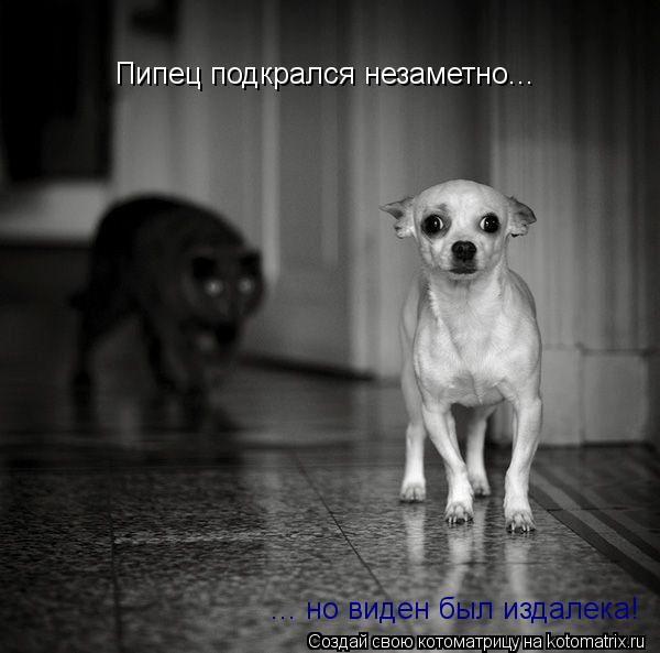 Котоматрица: Пипец подкрался незаметно... ... но виден был издалека!
