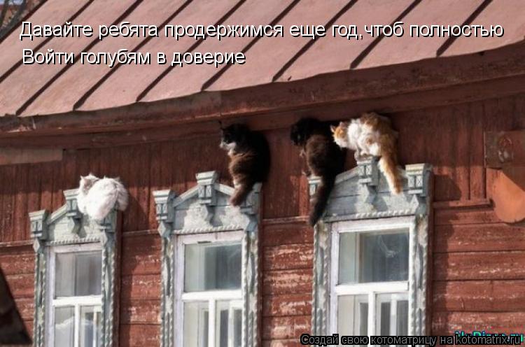 Котоматрица: Давайте ребята продержимся еще год,чтоб полностью Войти голубям в доверие