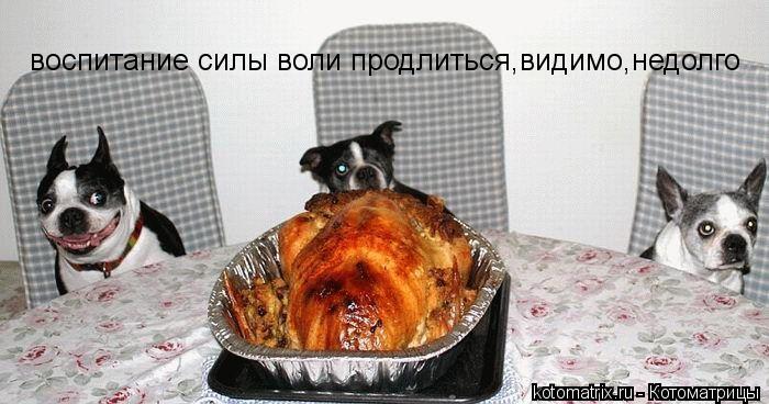 Котоматрица: воспитание силы воли продлиться,видимо,недолго