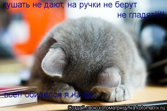 Котоматрица: кушать не дают, на ручки не берут не гладят!!!! все!! обиделся я на вас