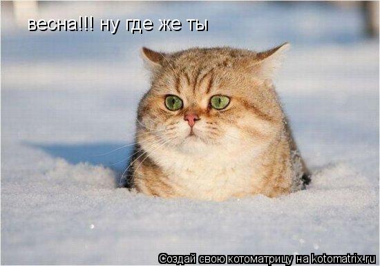 Котоматрица: весна!!! ну где же ты