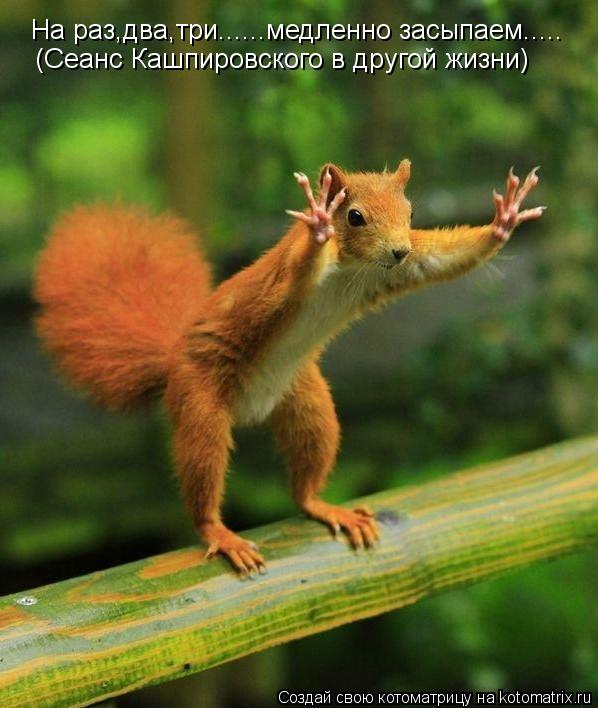 Котоматрица: На раз,два,три......медленно засыпаем.....  (Сеанс Кашпировского в другой жизни)