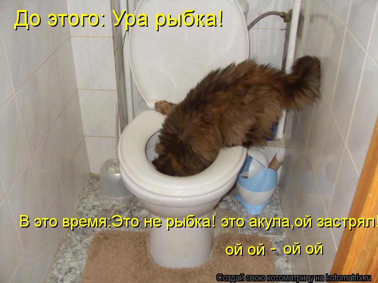 Котоматрица: До этого: Ура рыбка! В это время:Это не рыбка! это акула,ой застрял! ой ой   ой ой   -