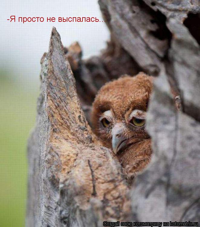 Котоматрица: -Я просто не выспалась...