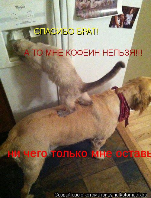 Котоматрица: СПАСИБО БРАТ!  ни чего только мне оставь А ТО МНЕ КОФЕИН НЕЛЬЗЯ!!!