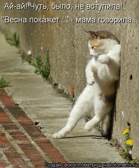 Котоматрица: Ай-ай! Чуть, было, не вступила! "Весна покажет..." - мама говорила...