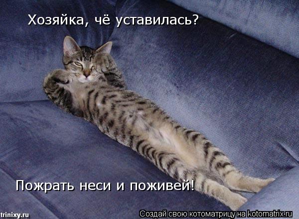 Котоматрица: Хозяйка, чё уставилась? Пожрать неси и поживей!
