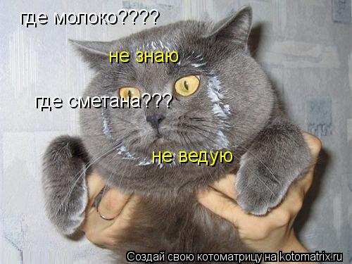 Котоматрица: где молоко???? не знаю где сметана??? не ведую