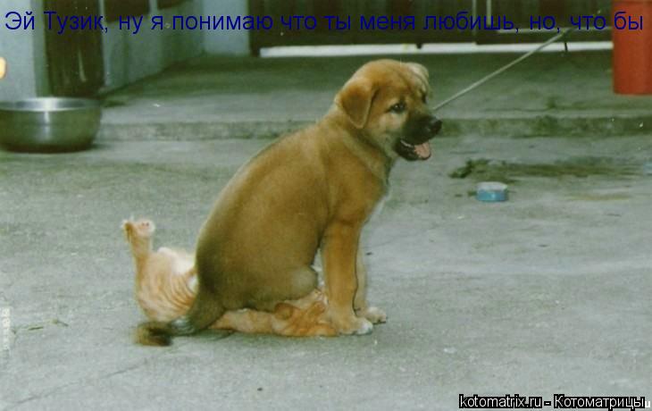Котоматрица: Эй Тузик, ну я понимаю что ты меня любишь, но, что бы  исполнять команду СИДЕТЬ ТААААК буквально... Эй Тузик, ну я понимаю что ты меня любишь, но