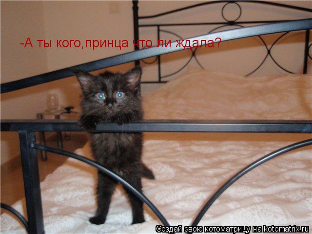 Котоматрица: -А ты кого,принца что ли ждала?
