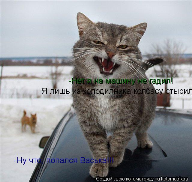 Котоматрица: -Ну что, попался Васька!!! -Нет я на машину не гадил! Я лишь из холодилника колбасу стырил!