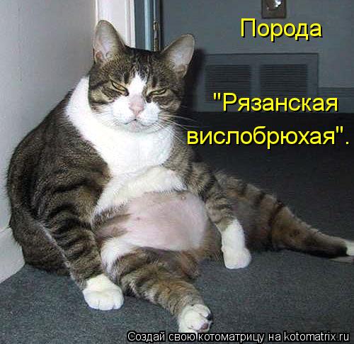 Порода "Рязанская вислобрюхая".... Котоматрица: Порода "Рязанская вислобрюхая".