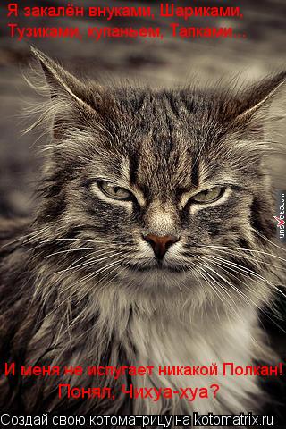 Котоматрица: Я закалён внуками, Шариками,  Тузиками, купаньем, Тапками... И меня не испугает никакой Полкан! Понял, Чихуа-хуа?