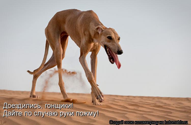 Котоматрица: Доездились, гонщики! Дайте по случаю руки пожму!