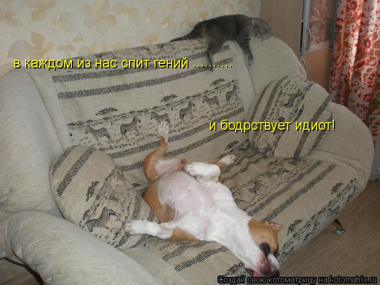 Котоматрица: в каждом из нас спит гений .......... и бодрствует идиот!