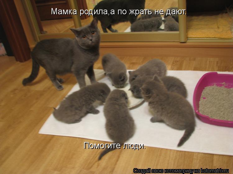 Котоматрица: Мамка родила,а по жрать не дают. Помогите люди.