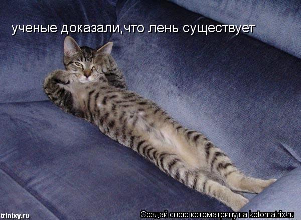 Котоматрица: ученые доказали,что лень существует