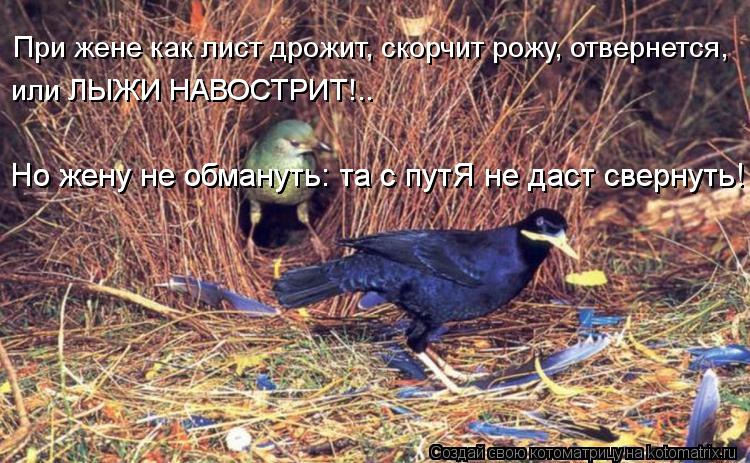 Котоматрица: При жене как лист дрожит, скорчит рожу, отвернется,  или ЛЫЖИ НАВОСТРИТ!.. или ЛЫЖИ НАВОСТРИТ!.. Но жену не обмануть: та с путЯ не даст свернуть!