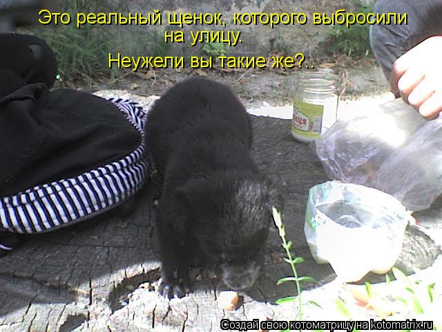 Котоматрица: Это реальный щенок, которого выбросили  на улицу. Неужели вы такие же?..