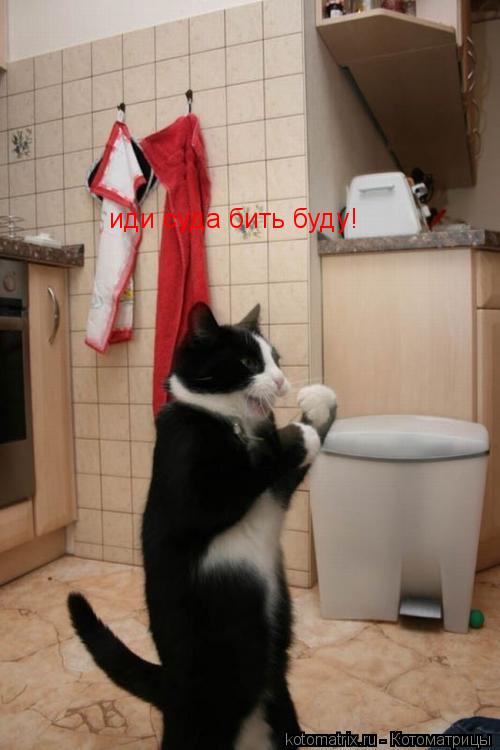 Котоматрица: иди суда бить буду!