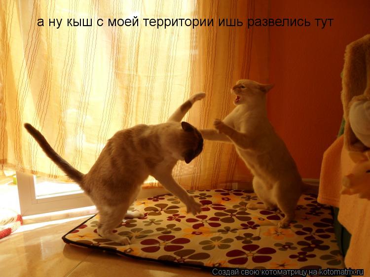 Котоматрица: а ну кыш с моей территории  а ну кыш с моей территории ишь развелись тут