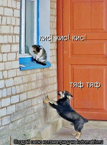 Котоматрица: кис! кис! кис! тяф тяф