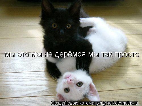 Котоматрица: мы это мы не дерёмся мы так просто