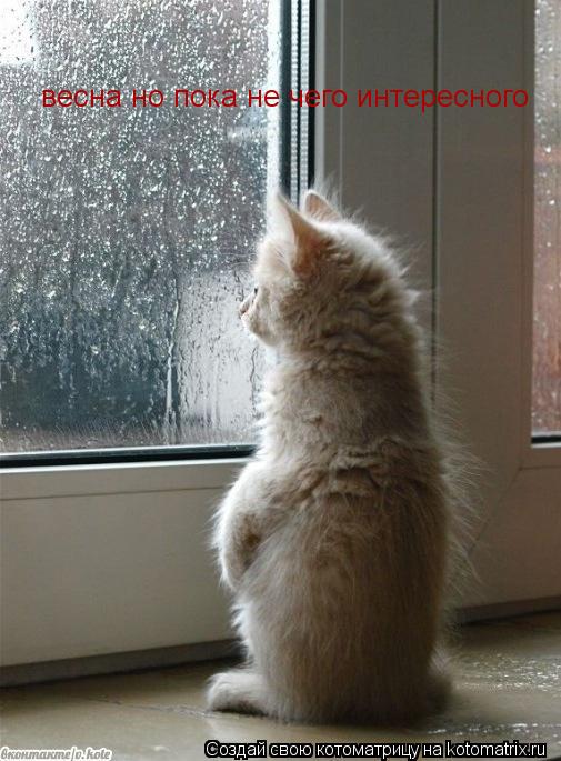 Котоматрица: весна но пока не чего интересного
