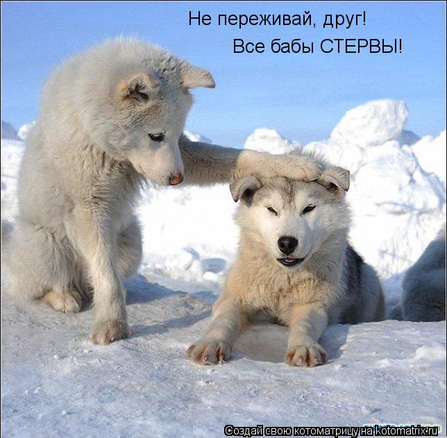 Котоматрица: Не переживай, друг! Все бабы СТЕРВЫ!