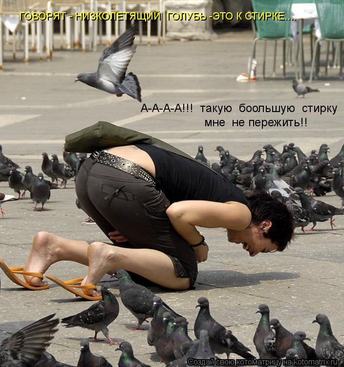 Котоматрица: ГОВОРЯТ - НИЗКОЛЕТЯЩИЙ  ГОЛУБЬ -ЭТО К СТИРКЕ.... А-А-А-А!!!  такую  боольшую  стирку мне  не пережить!!