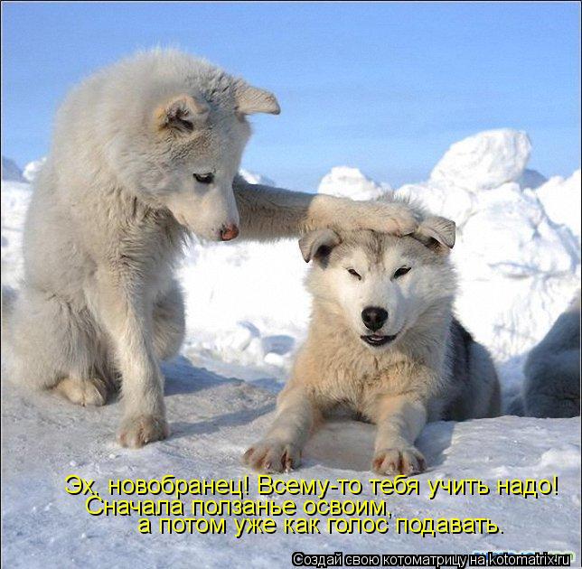 Котоматрица: Эх, новобранец! Всему-то тебя учить надо! Сначала ползанье освоим,  а потом уже как голос подавать.