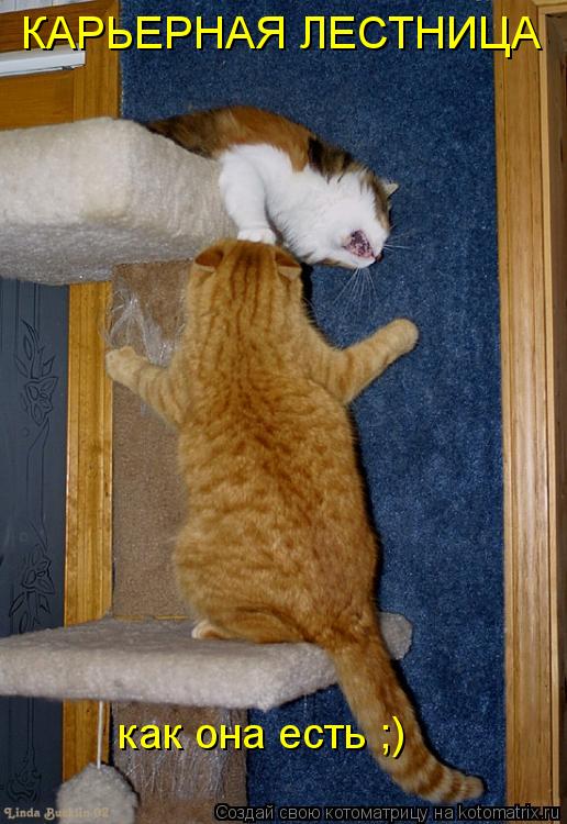 КАРЬЕРНАЯ ЛЕСТНИЦА как она есть ;)... Котоматрица: КАРЬЕРНАЯ ЛЕСТНИЦА как она есть ;)