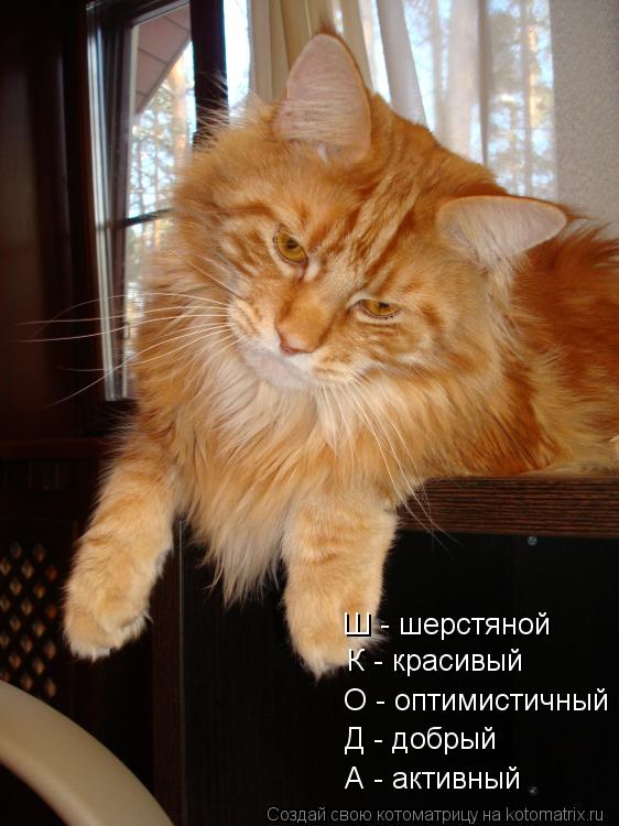 А - активный Д - добрый О - оптимистичный К - красивый Ш - шерстяной... Котоматрица: А - активный Д - добрый О - оптимистичный К - красивый Ш - шерстяной