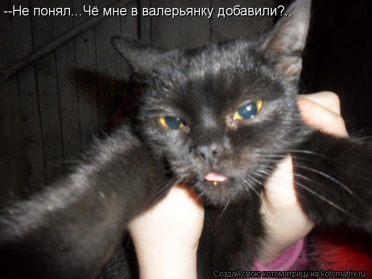 Котоматрица: --Не понял...Чё мне в валерьянку добавили?..