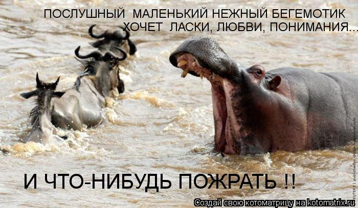 ПОСЛУШНЫЙ МАЛЕНЬКИЙ НЕЖНЫЙ БЕГЕМОТИК ХОЧЕТ ЛАСКИ, ЛЮБВИ, ПОНИМАНИЯ... И ЧТО-НИБУДЬ ПОЖРАТЬ !!... Котоматрица: ПОСЛУШНЫЙ МАЛЕНЬКИЙ НЕЖНЫЙ БЕГЕМОТИК ХОЧЕТ ЛАСКИ, ЛЮБВИ, ПОНИМАНИЯ... И ЧТО-НИБУДЬ ПОЖРАТЬ !!