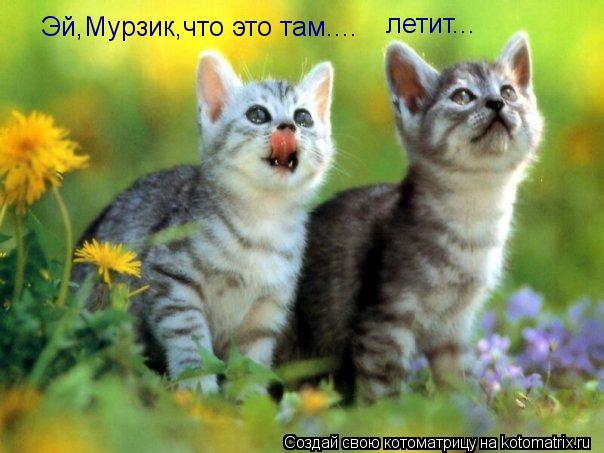 Эй,Мурзик,что это там.... летит...... Котоматрица: Эй,Мурзик,что это там.... летит...