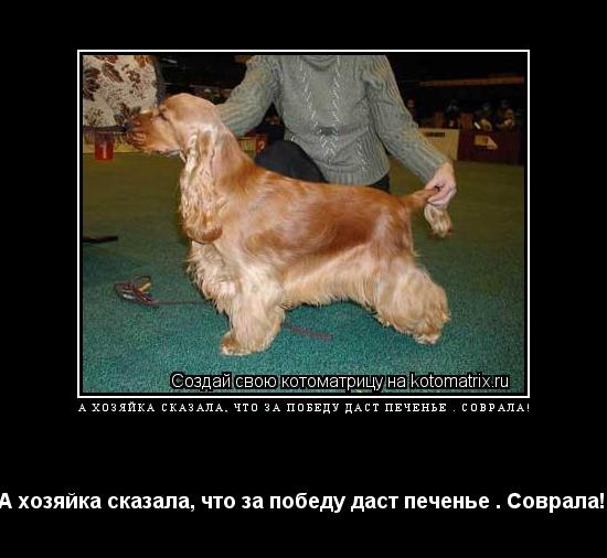 Котоматрица: А хозяйка сказала, что за победу даст печенье . Соврала!  А хозяйка сказала, что за победу даст печенье . Соврала! 