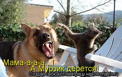 Мама-а-а-а...! А Мурзик дерётся!... Котоматрица: Мама-а-а-а...! А Мурзик дерётся!