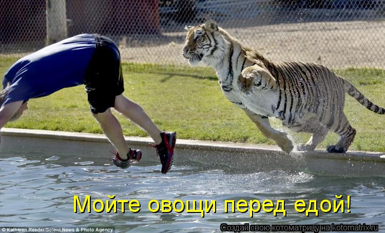 Мойте овощи перед едой!... Котоматрица: Мойте овощи перед едой!