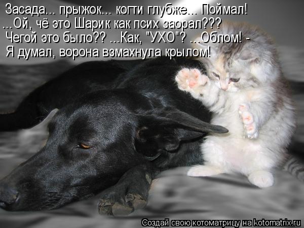 Засада... прыжок... когти глубже... Поймал! ...Ой, чё это Шарик как псих заорал??? Чегой это было?? .... Котоматрица: Засада... прыжок... когти глубже... Поймал! ...Ой, чё это Шарик как псих заорал??? Чегой это было?? ...Как, "УХО"? ...Облом! - Я думал, ворона взмахну