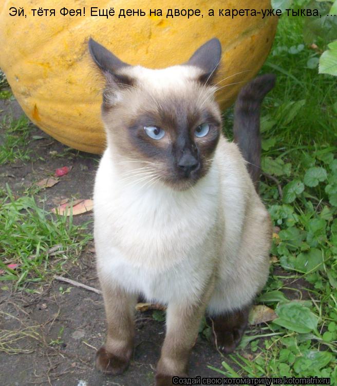Эй, тётя Фея! Ещё день на дворе, а карета-уже тыква, ...... Котоматрица: Эй, тётя Фея! Ещё день на дворе, а карета-уже тыква, ...