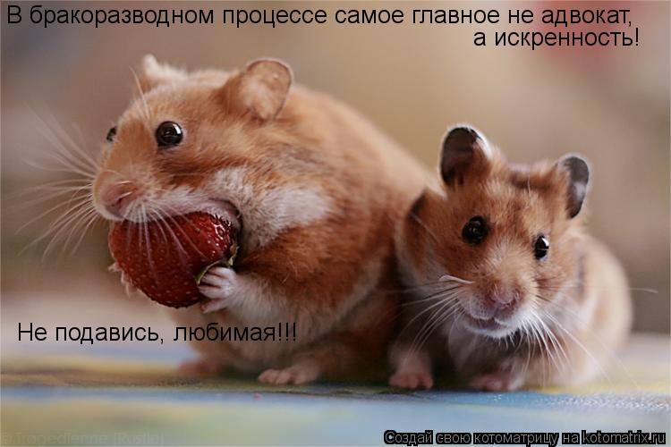 В бракоразводном процессе самое главное не адвокат, а искренность! Не подавись, любимая!!!... Котоматрица: В бракоразводном процессе самое главное не адвокат, а искренность! Не подавись, любимая!!!