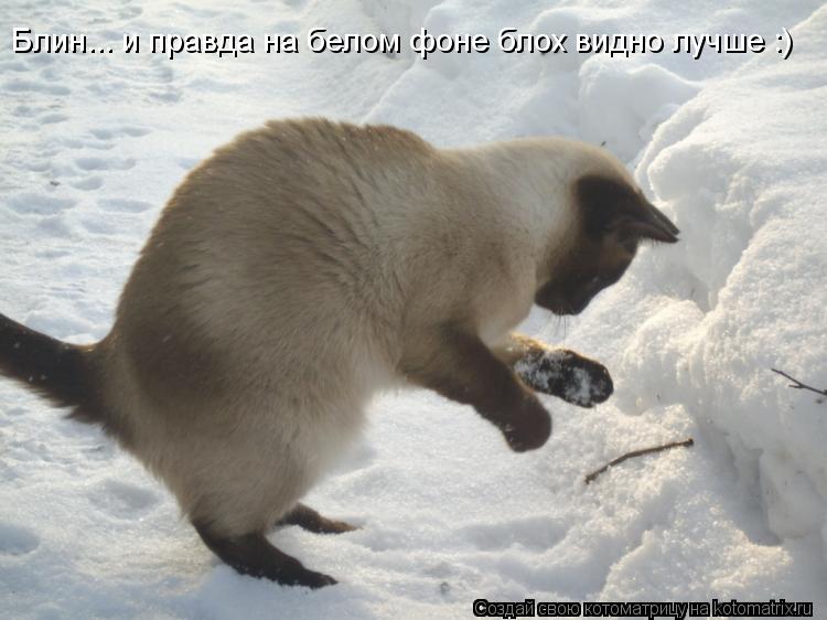 Блин... и правда на белом фоне блох видно лучше :)... Котоматрица: Блин... и правда на белом фоне блох видно лучше :)