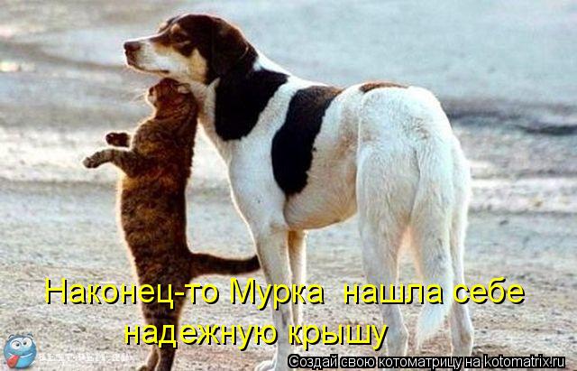 Наконец-то Мурка нашла себе надежную крышу... Котоматрица: Наконец-то Мурка нашла себе надежную крышу