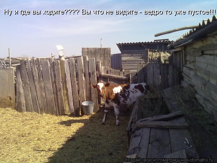 Ну и где вы ходите???? Вы что не видите - ведро то уже пустое!!!... Котоматрица: Ну и где вы ходите???? Вы что не видите - ведро то уже пустое!!!